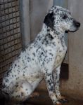 dalmata_aprilia2