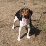 derivato-beagle_claudio_1