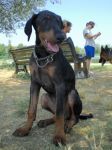 dobermann_cucciolo2