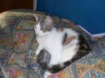felicina1