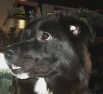 fifi_02