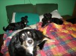 fifi_03