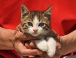 gatti_2