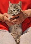 gatti_3