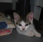 gatti_mura1