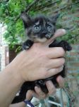 gattini_meravigliosi3