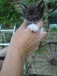gattini_meravigliosi4