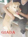 giada2_300