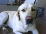 labrador2