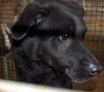 labrador_nero_aprilia2