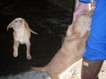 labradorina_copy