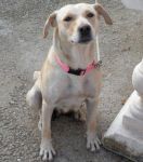 labradorinacla_1
