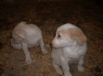 labradorini