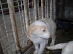 labradorini1