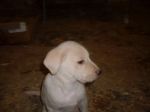 labradorini3