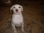 labradorini4