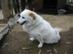 lillo1