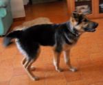lupina2-