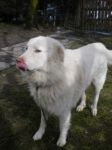 maremma