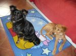 molly_e_rocky