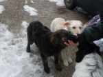 paco_e_i_cuccioli_affamati_600_x_450