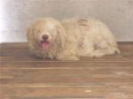pallino2_copy