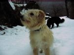 pepita_a_lodano_010_37