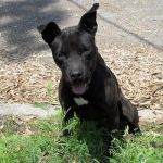 pepita_ex_cinodromo_1