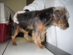 piccolina2