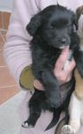 piccolina_nera2