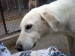 pippo241109