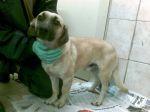 pippo_2