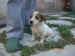 puffo1