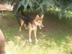 rex1_copy