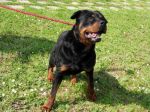 rott