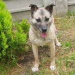 sissi_ex_cinodromo_1