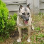 sissi_ex_cinodromo_2