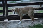 tania_beagle2