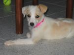 trilly_cane_di_casa