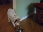 trudy_11