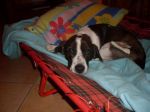 vasco
