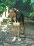 vidoq