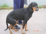 zorro1