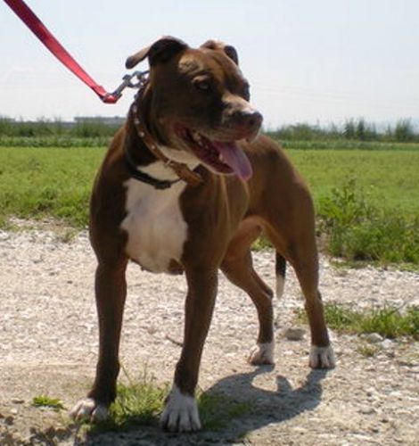 Stella_1