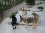 MIla_e_i_suoi_fratellini