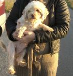 cucciolona3