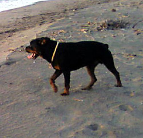 tyson_smarrito_vt