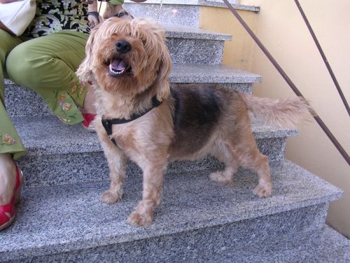 yorkie_1