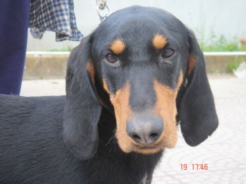 zorro