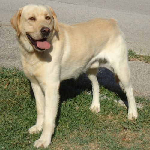 1319-10__labrador